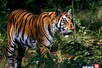 बिहार से लेकर मध्य प्रदेश तक नरभक्षी बाघों का आतंक, बगहा में बनाया 7वां शिकार