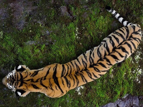 बाघ (Tigers) के शरीर पर धारियां उन्हें एक विशिष्ट पहचान देने का काम भी करती हैं. (प्रतीकात्मक तस्वीर: shutterstock)