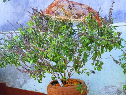 श्री हरि विष्णु को प्रसन्न करने के लिए माता तुलसी की पूजा कई जगह पर की जाती है. Image-Canva