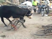 आगरा: सांड के गले मे फंस गई साइकिल, फिर उसके बाद जो हुआ...