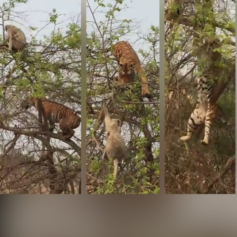 सौ.ट्विटर/@AwanishSharan- एक ही छलांग में बंदर ने निकाल दी बाघ की हेकड़ी, शिकार के चक्कर में गिर गया शिकारी
