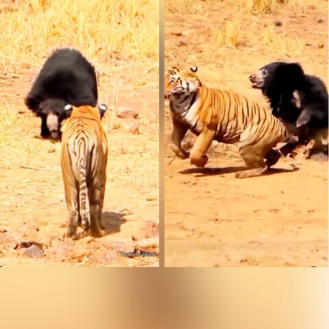 सौ.इंस्टाग्राम/wildlife_stories- भालू ने किया जोरदार हमला तो डरकर भाग खड़ा हुआ टाइगर, लोगों ने कहा आलसी बाघ
