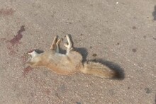 Wildlife: जब-तब दुर्घटना के शिकार हो रहे वन्यजीव, आखिर यहां क्यों सुरक्षित नहीं हैं वन्यजीव?