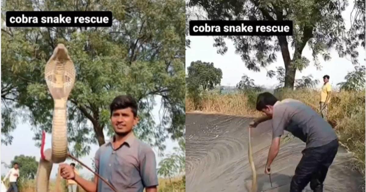 cobra snake 1
