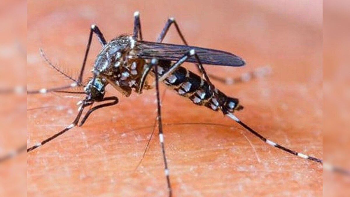 दिल्ली-NCR में डेंगू ने 4 साल का रिकार्ड तोड़ा अस्पतालों में बढ़ी प्लेटलेट्स की मांग