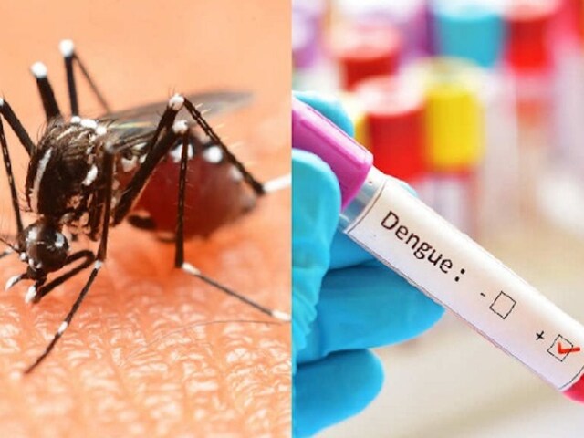 प्रयागराज : डेंगू से 7 वकीलों की मौत, 100 बीमार : हालात पर HC ने जताया असंतोष