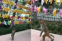 कभी बंदर को स्केटिंग करते देखा है? वीडियो में जानवर ने दिखाई कमाल की कलाबाजी