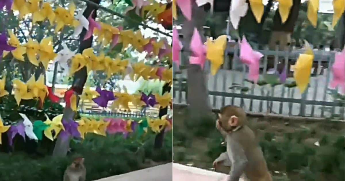 monkey skating video