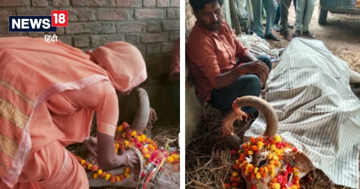 Balaghat तेरहवीं कर बैल को दी अंतिम विदाई, जानिए कैसे बनाया जाता है