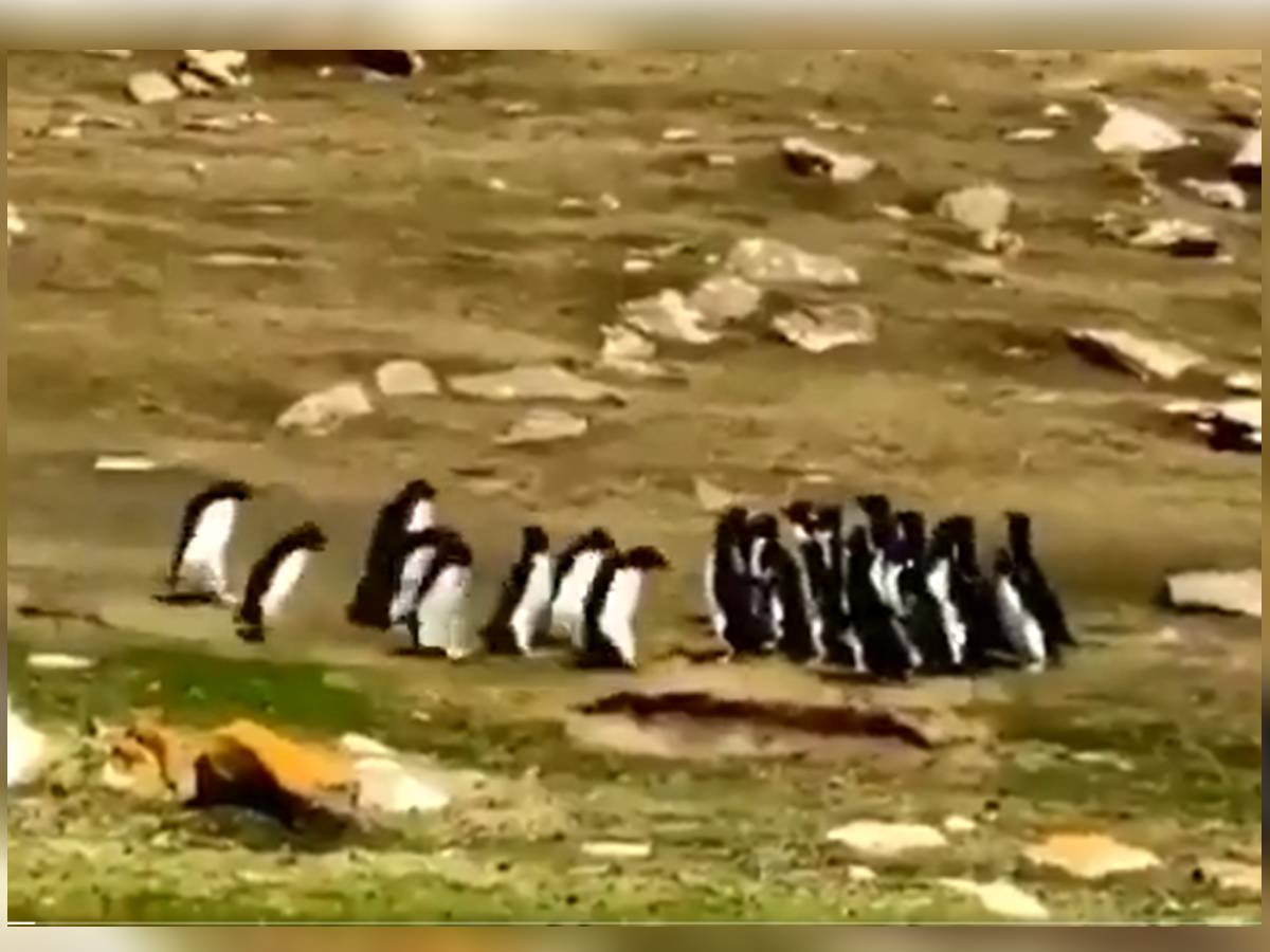 Penguin videos online funny