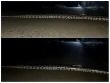 OMG! 22 फुट का अजगर, सड़क की चौड़ाई भी पड़ गई कम, Video