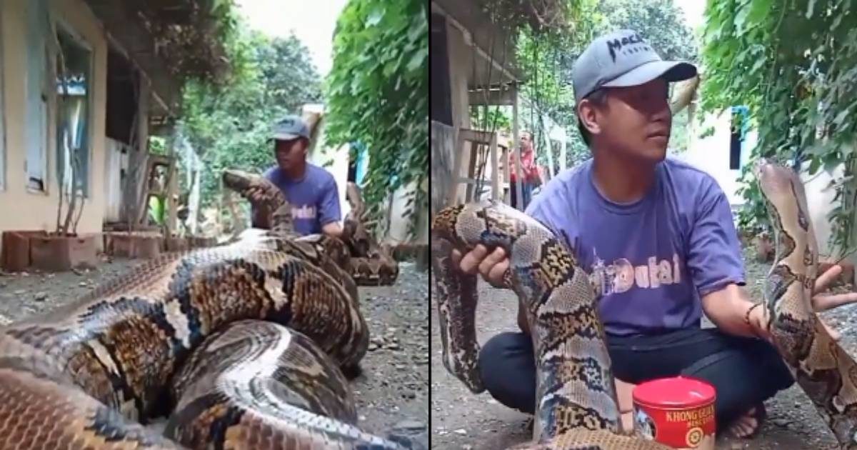 विशालकाय अजगर के साथ मस्ती कर रहा था शख्स, Video देखकर खौफ में आ गए लोग ...