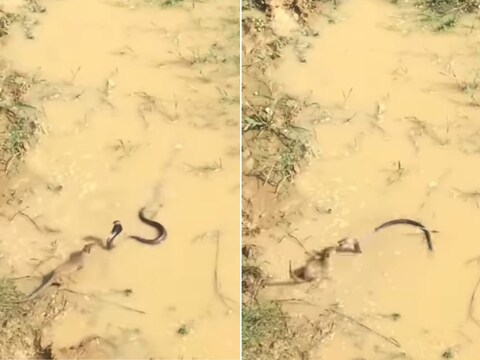 सांप और नेवले की लड़ाई में देखिए कि जीत किसकी होती है. (फोटो: Instagram/wildanimalia)