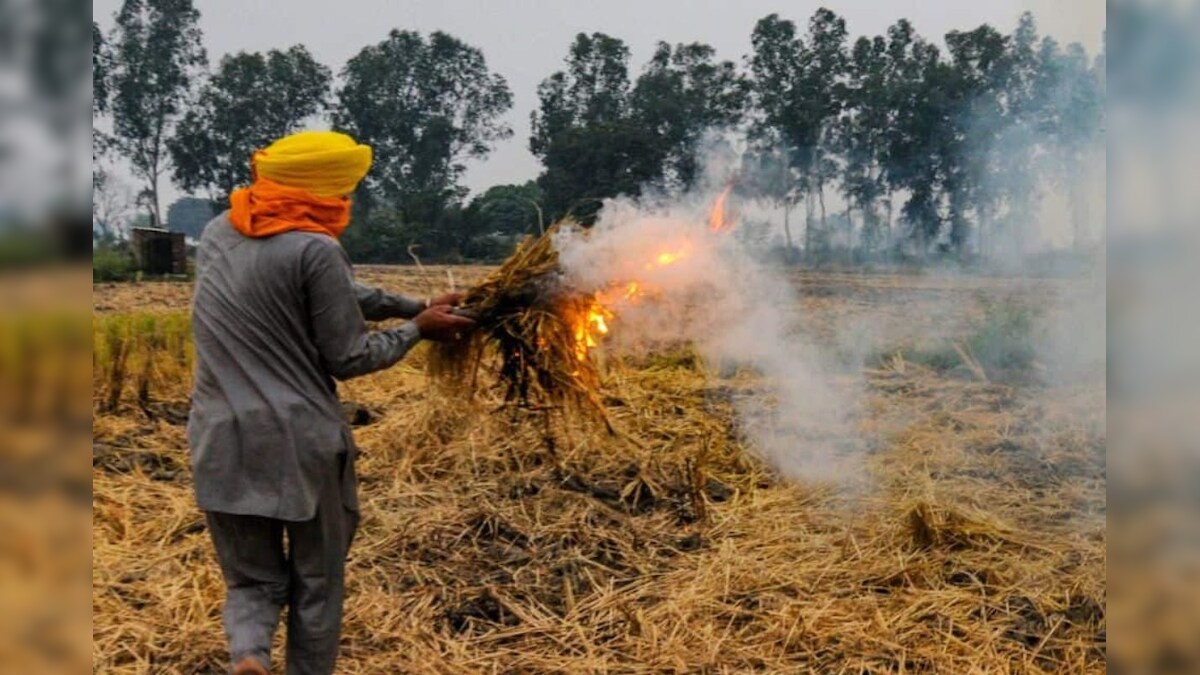 पंजाब के 150 किसानों ने 5 साल से नहीं जलाई पराली मिला पुरस्‍कार