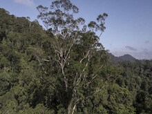 अमेजन के जंगल में मिला अब तक का सबसे लंबा पेड़, 25 मंजिला इमारत जितना है ऊंचा