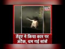 Viral Video : जब तेंदुए ने किया कार पर अटैक, थम गई सांसें | Leopard Attack on Car #shorts