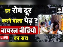 Madhya Pradesh Live: हर रोग दूर करने वाला पेड़? जानिए Viral Video का सच | Pipariya | Hindi News