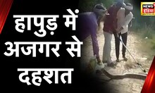Breaking News : Hapur में अजगर से दहशत, वन विभाग ने अजगर को पकड़कर जंगल में छोड़ा | Hindi News