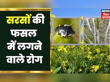 Mustard Farming: सरसों की फसल में लगने वाले रोगों की रोकथाम | Latest Hindi News Update