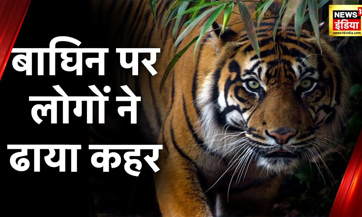 Almora News: बीच बाजार में बाघिन की हत्या, एक बेजुबान से जानवरों जैसा सलूक  – News18 हिंदी