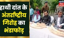 Chaibasa में 10 हाथी दांत के साथ अंतर्राष्ट्रीय गिरोह का भंडाफोड़, पांच तस्कर गिरफ़्तार | Jharkhand