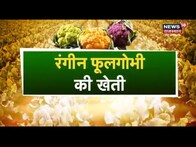 انناداتا |  کاشتکار رنگین پھول گوبھی کاشت کر کے اچھا منافع کما سکتے ہیں، ماہرین کی معلومات