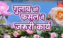 گلاب کی کاشت: گلاب کی فصل میں کیا جانے والا اہم کام، گلاب کے باغات کی کٹائی کا طریقہ