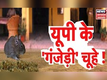 Mathura News : मालखाने में चूहों की 'मौज मस्ती', चपत कर गए 581 किलो गांजा। Mathura Rats Ganja News