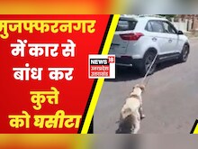UP News: Muzzafarnagar मे कार सवार ने कुत्ते को रस्सी से बांध कर घसीटा, लोंगो ने की कार्रवाई की मांग