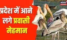 Jaipur News | हजारों के झुंड में मानसागर झील पार पहुंच रहे प्रवासी पक्षी | Latest Hindi News