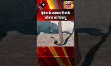 ड्रेनेज के ढक्कन में फंसे कोबरा का रेस्क्यू #shorts
