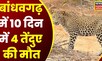 Bandhavgarh News: 10 दिनों में बांधवगढ़ में ये चौथे Leopard की मौत, पार्क प्रबंधन में हड़कंप |Latest