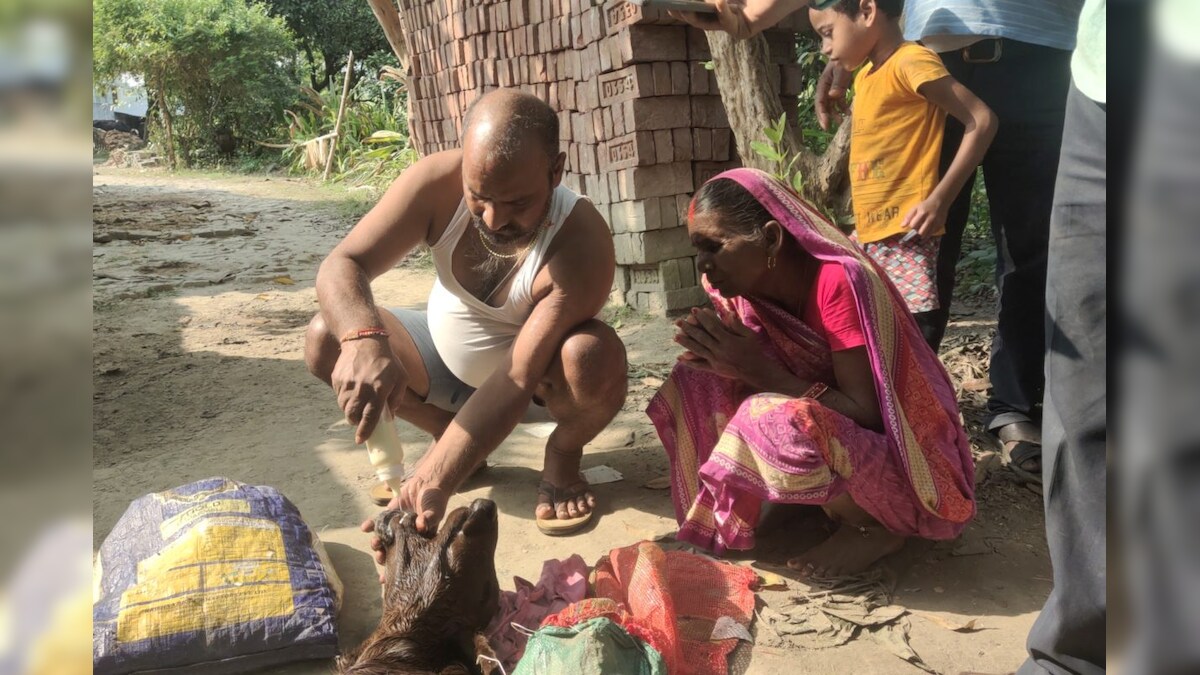 OMG! बेगूसराय में गाय ने अजीबोगरीब बछड़े को दिया जन्म देखने उमड़ रही भारी भीड़