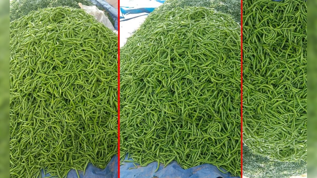 Chilli Farming: मिर्च की खेती ने बदली किसानों की तकदीर हो रहा है डबल मुनाफा