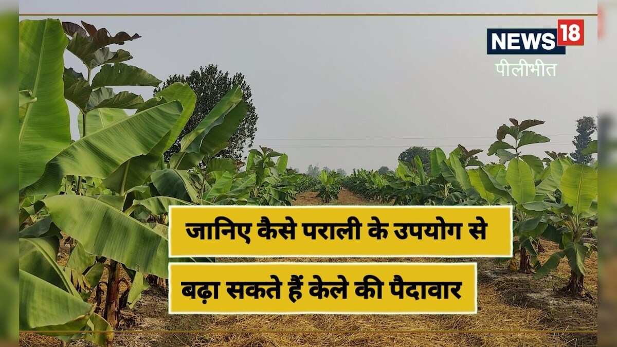 Pilibhit: अब किसानों के लिए पराली नहीं पैदा करेगी परेशानी बढ़ाएगी पैदावार! जानें कैसे