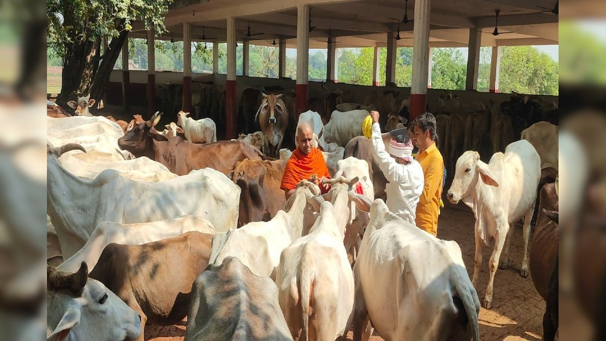 Varanasi Gaushala: 98 सालों से नहीं निकाला गया गायों का दूध वाराणसी की ये गौशाला अनोखी है