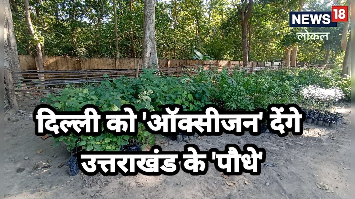 उत्तराखंड से दिल्ली भेजे जाएंगे चौड़ी पत्ती वाले 5000 पौधे हवा में सुधरेगा ऑक्सीजन लेवल