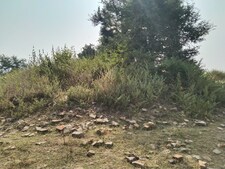 360 एकड़ में फैली ऐसी गौशाला, जहां रुकते थे अंग्रेज अफसर; अब खंडहर