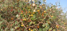 Bharatpur: पहाड़ी क्षेत्रों में लगने लगे स्वाद से भरे झाड़बेर, ग्रामीणों के लिए बने आमदनी का जरिया
