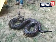 وائرل ویڈیو: سیوان کے اس علاقے میں 15 فٹ کا اژدہا نظر آیا، ریسکیو ٹیم نہ پہنچی، پھر...