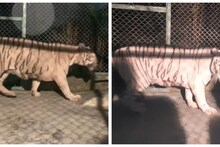 Lucknow Zoo: 2100KM का सफर तय कर चेन्नई से लखनऊ पहुंची 'इंद्रा', लखनऊ चिड़ियाघर की बढ़ाएगी शोभा