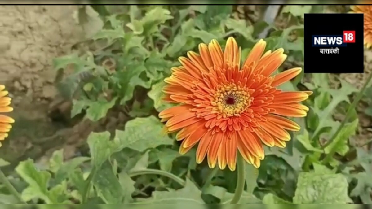 बाराबंकी के फूलों से महकती है दिल्ली मोइनुद्दीन का सालाना टर्न ओवर जानकर चौंक जाएंगे आप