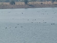 ठंड शुरू होते ही देवघर पहुंचे हजारों साइबेरियन पक्षी, राेमांचित करती अठखेलियां
