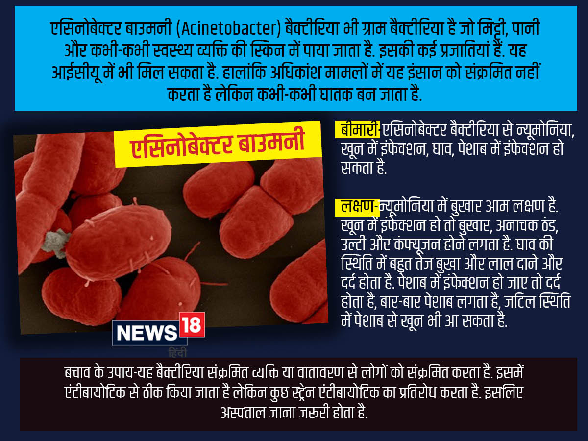 5 bacteria types claimed 6.8 lakh lives in India in 2019, most deadly bacteria in world,ये 5 बैक्टीरिया भारत में ले रहे हैं सबसे अधिक जान, आंकड़ों से सामने आई खौफनाक सच्चाई - these five bacteria e coli s pneumoniae k pneumoniae s aureus and a baumanii are responsible for major deaths in india, dangerous bacteria, bacteria e coli