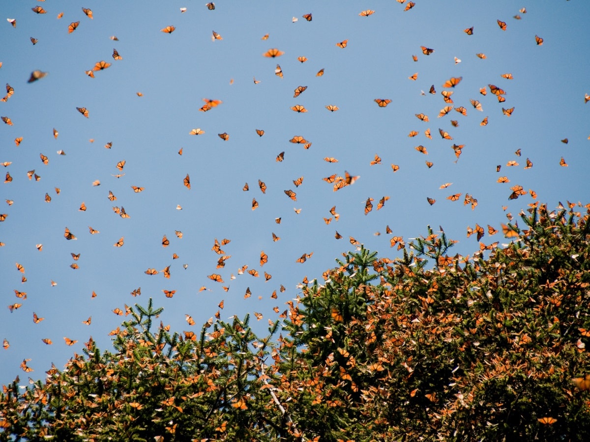 Science, Earth, Environment, Climate Change, Insects, insect populations, Extinction, Extinction Risks, 