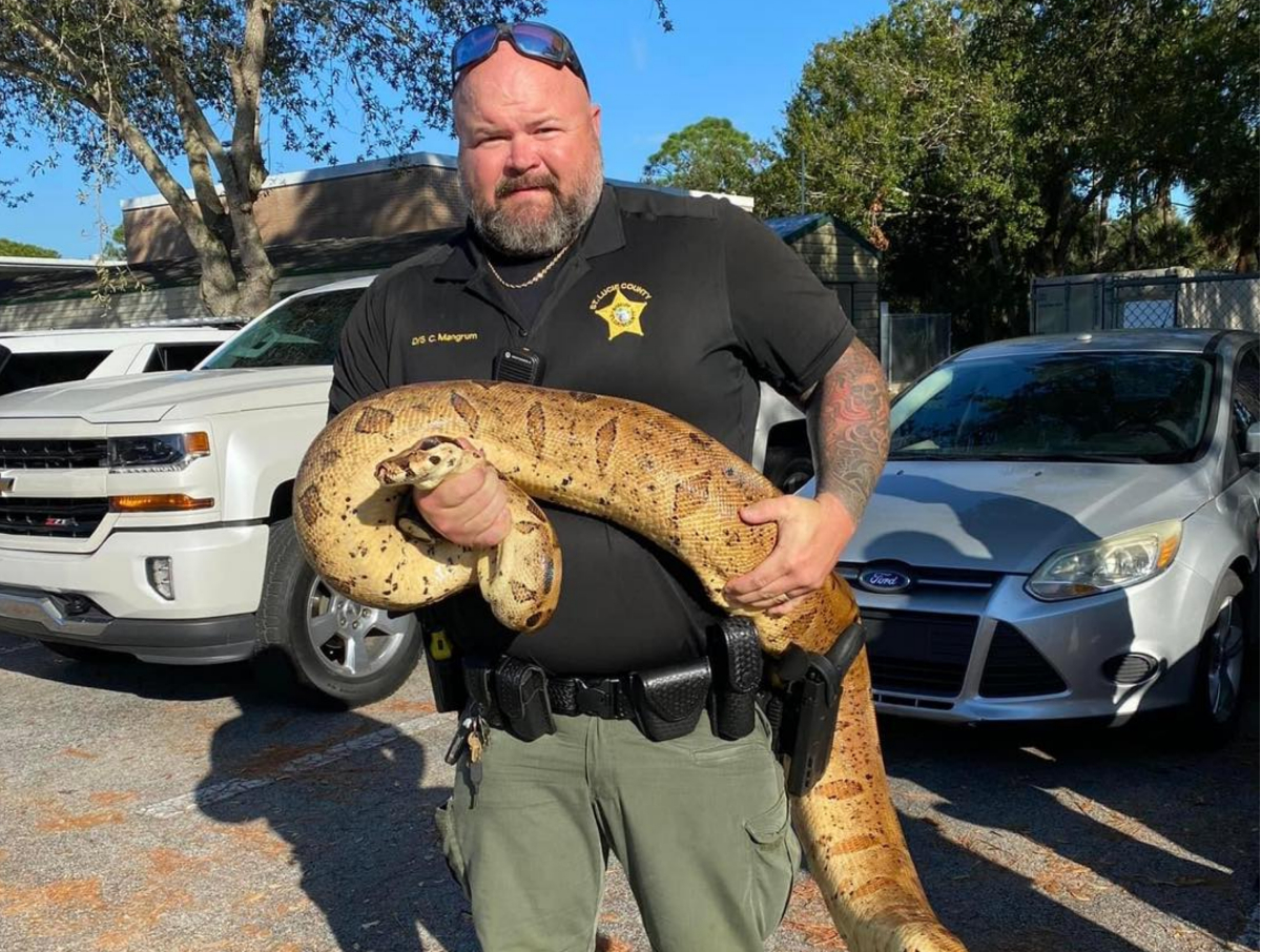 बोआ कंस्ट्रिकटर सांप जहरीले नहीं होते हैं. (फोटो- St. Lucie County Sheriff's Office फेसबुक )