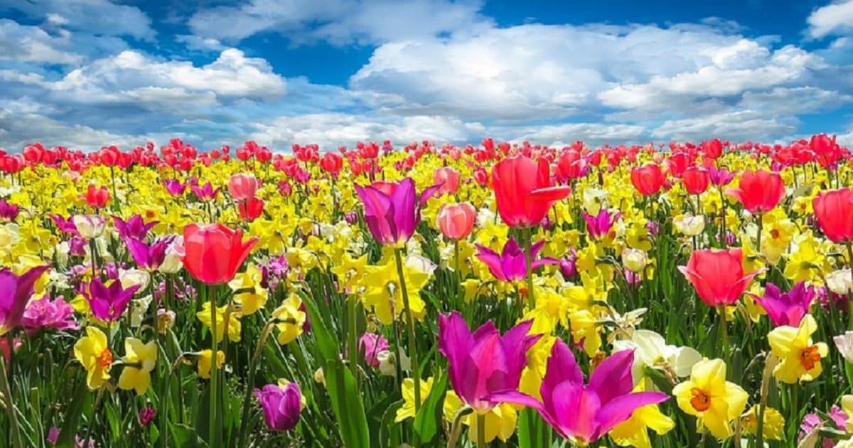Flowers 0001 1200 900 Pixabay 1