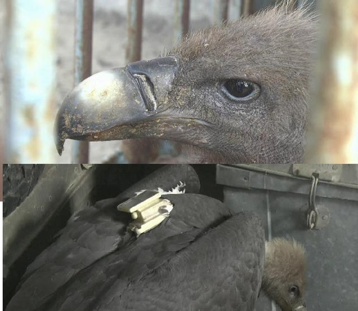  उन्होंने बताया कि गिद्ध वैसी सभी चीजों को पचा जाता है जिसे इंसान या कोई दूसरा जानवर आसानी से नहीं पचा पाता. ऐसे में हमारे अलग-बगल के कई जानवरों और इंसानों के लिए खतरा हो सकता है. गिद्ध उसे अपना निवाला बना लेता है और वातावरण को दूषित होने से बचा लेता है. इसे बचाने के लिए देशभर में कई प्रोजेक्ट भी काम कर रहे हैं.