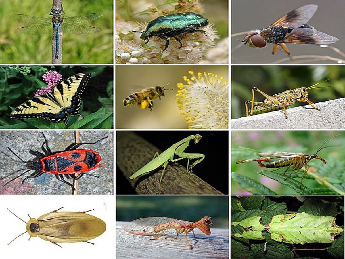 जलवायु परिवर्तन का दुष्प्रभाव अन्य जीवों की तरह कीड़ों (Insects) पर भी हो रहा है. (तस्वीर: Wikimedia Commons)