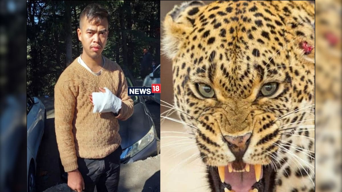 Leopard Attack: शिमला के जाखू में युवक पर तेंदुए का हमला होटल से घर लौट रहा था विजय